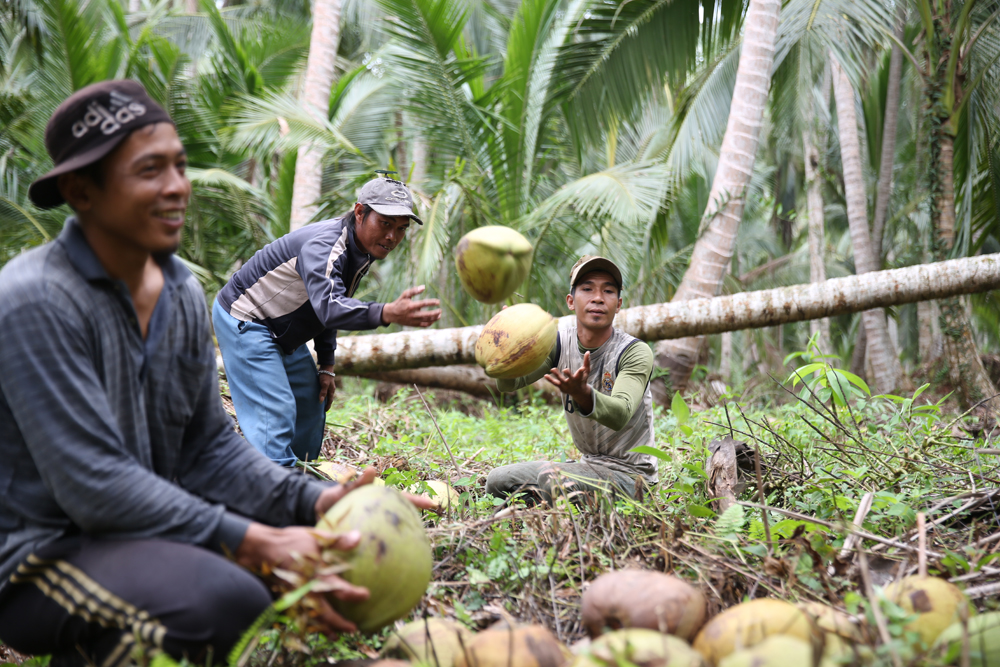 petani kelapa Jambi