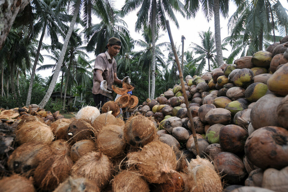 kebun kelapa Jambi